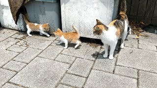 公園に捨てられた生後間もない子猫たちと母猫２