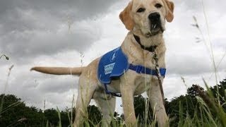 Inspiring video shows success of Guide Dogs Week