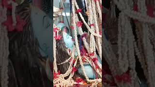 Maa Mahakali Maharani # viserjan #jabalpurvlogs #shorts #jabalpur