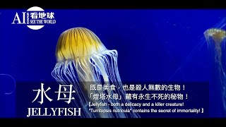 粵語【水母 - 既是美食，也是殺人無數的生物！「燈塔水母」藏有永生不死的秘物！】AI 852 看地球 - 生物篇