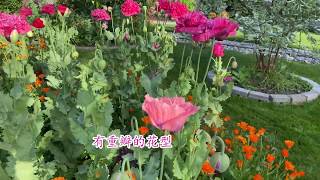 Poppies 罂粟花罪恶之花 - 揭开它美丽浓艳的神秘面纱