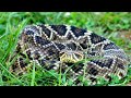 Rattlesnake Behavior And Habitats