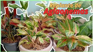 Replante das aglaonemas PARTE 2