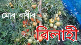 মোৰ বাৰীৰ বিলাহী খেতি ।। My Tomato Farm