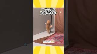 ネコさんの動画見て笑ったら寝ろwwwwwww