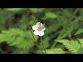 ゲンノショウコ geranium thunbergii 06_210720_正丸