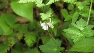 ゲンノショウコ/Geranium thunbergii 06_210720_正丸