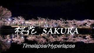 桜花 Sakura Timelapse/Hyperlapse~だてなまちのタイムラプス ~