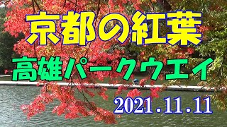 京都の紅葉　高雄パークウエイ　2021 11 11