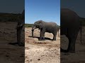 massive bull elephant modeling #wildlife #elephant #bigfive #ivory #kruger #animals #africa #african