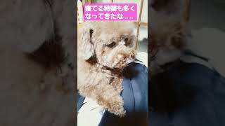 高齢犬の日常🐶老いを感じる……#シニア犬 #トイプー