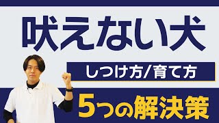 【犬しつけ】むやみに吠えてしまうワンちゃんへの解決策５選【吠え対策】