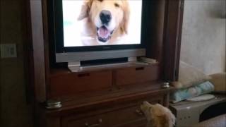Tessie Reacts to our New Chewy TV Commercial | Chewy