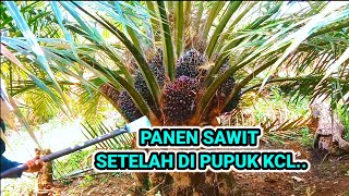 PANEN SAWIT SETELAH DI PUPUK KCL ..