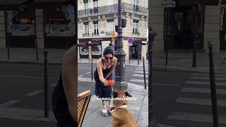 Luppa loves Terrasse in Paris #doglover #youtubeshorts #pourtoi #malinois #english #china #chien