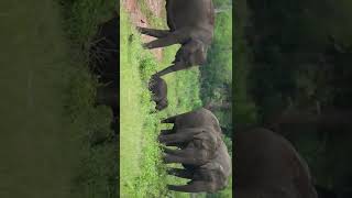 Nature Beauty|Bandipur|National Reserve Forest|Chamarajanagar|Karnataka