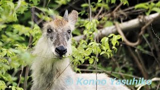 特別天然記念物 ニホンカモシカとの出会い（青葉山）