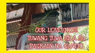 TUWANG TUWA SILA SA PAGKAIN NA ITO MY LOVEBIRDS SUPER KULIT NI YUM #lovebirds #feedinglovebirds