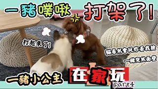 Crazy Dogs fight. Play at home#4