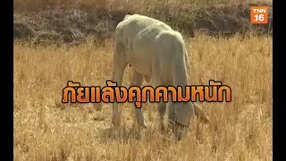 ภัยแล้งคุกคามหนัก ฝูงวัวขาดแหล่งอาหาร | 10 ม.ค.63 | TNN  ข่าวเช้า