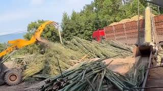 Pure Mechanical Power Changing Massive Bamboo Logs Into Soft Paper Pulp
