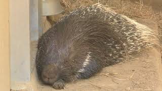 睡眠中のヤマアラシ  茶臼山動物園へ行って来ました！　00358