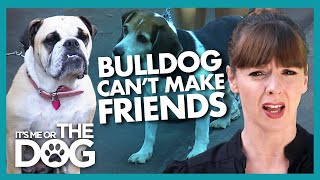 Bulldog Needs to Learn Some Doggy Manners |  It's Me or The Dog