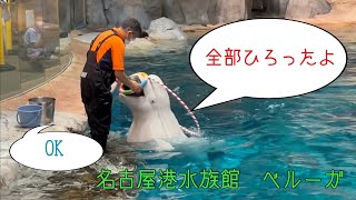 ベルーガ　公開トレーニングいろいろやっています　【名古屋港水族館】Beluga Nagoya Aquarium