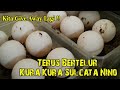 KURA KURA SULCATA NINO BERTELUR LAGI SAMPAI INKUBATOR PENUH !!