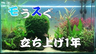 カリウムだけで長期維持⁈ 水草レイアウト水槽3年目アクアリウム歴1064日