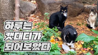 하루는 캣대디가 되어보았다 | 길냥이 짜장이 가족을 소개합니다 | 길냥이 | 고양이가족 [별거농장]