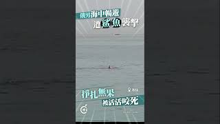 俄羅斯男子埃及海灘暢泳     遭鯊魚襲擊喪命