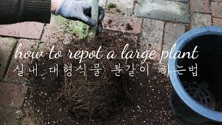 실내 대형 화분 분갈이 하는법 How to repot a large plant / indoor