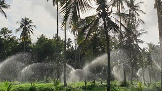 Water plan for coconut plantation, පොල් පැල සහ අතුරු බෝග සඳහා ජල සම්පාදනය