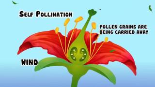 Self pollination