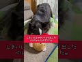 子犬の頃遊んでたぬいぐるみを久しぶりに渡してみたら想像通りだった件w ボーダーコリー 犬のいる暮らし