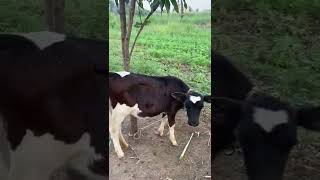 @close-to-nature | Calf | Calves #cow #calf #calves