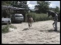 ariadus holsteiner stallion at fox fire farm