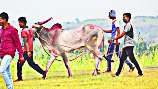 शर्यतीच्या बैलांची झलक | प्रसिद्ध बैल | नक्की पहा | बैलगाडा शर्यत