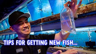 HOW TO SELECT NEW FISH FOR YOUR AQUARIUM | TIPS FOR PREPARING FOR AND ACCLIMATING NEW FISH