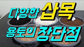 삽목/삽목용토/삽목후물관리/야생화삽목/동백삽목/bonsai korea/盆栽