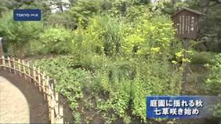 庭園に揺れる秋　七草咲き始め