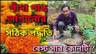 গাঁদা ফুল গাছ লাগানোর বেস্ট পদ্ধতি কী এবং বেস্ট সার কিভাবে বানাবেন / Marigold growing tips