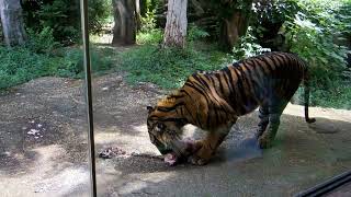 Ueno Zoo Logical Gardens : Panthera sumatrae ≪ Sumatran Tiger ≫ ( スマトラトラ )