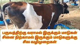 மாடு சினை பிரச்சனை பருவத்திற்கு வராமல் இருக்கும் மாடுகள்