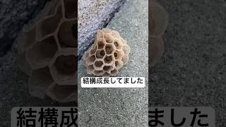 【これも刺されたら痛いやつ😨】知らぬ間に我が家に住み着こうとしていましたので心苦しいですがご退去して頂きました 2🫡🙏#はるくんのメダカ #メダカ