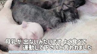 母乳が出ないみたいですよく食べて運動してくださいと言われました【フィリピン　犬猫生活　マギーの子育て】