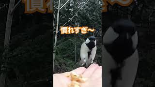 慣れすぎ〜😆‼️癒されます✨(近所の公園にて、シジュウカラ)