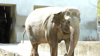 長野市茶臼山動物園 五月のお散歩