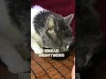 治愈的了人类却治不愈不了你自己 我和流浪猫的故事_part_002 @storytimewithcats cat catsandbooks feralcat